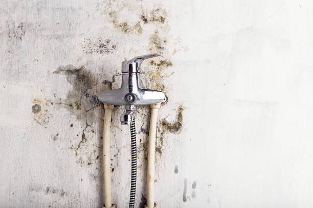 Best Mold Cleaning Services  in Winnsboro Mills, SC