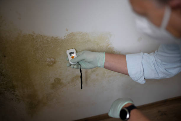 Best Mold Damage Repair  in Winnsboro Mills, SC