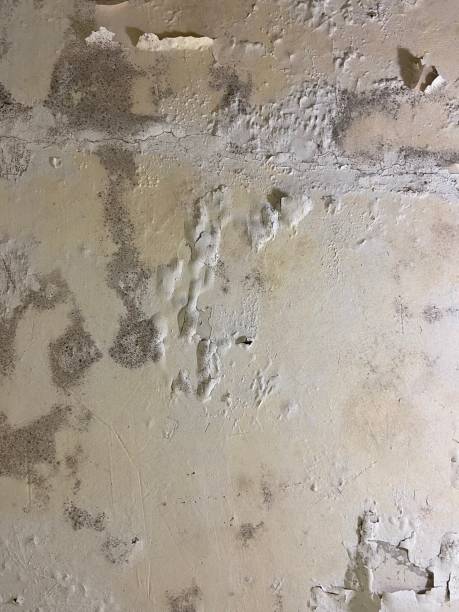 Best Office Mold Removal Services  in Winnsboro Mills, SC