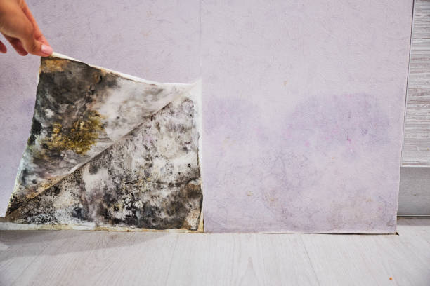 Best Mold Remediation Services  in Winnsboro Mills, SC